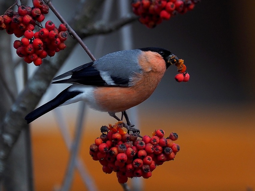 Passeriformes  sul Sorbo degli uccellatori (Sorbus aucuparia )